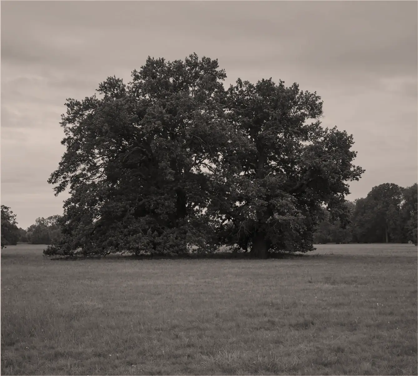 Černobílá fotografie vzrostlého solitérního dubu uprostřed rozlehlé louky pod zamračenou oblohou.