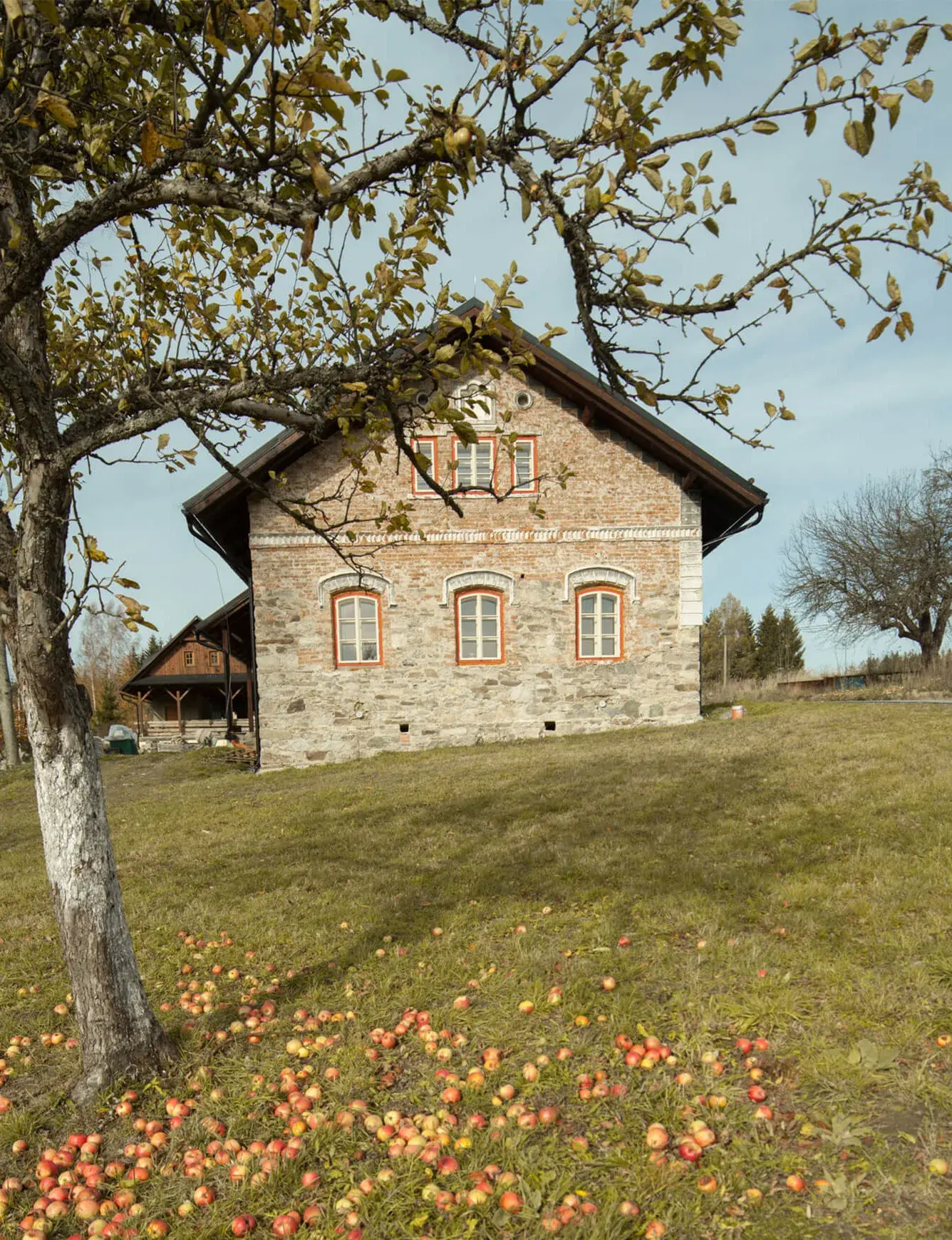 Pohled na tradiční kamennou chalupu s režným zděním a červenými šambránami oken v podzimní krajině, s jabloní a popadanými jablky v popředí.