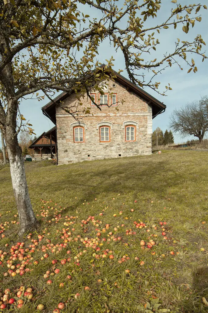 Pohled na historickou fasádu Chalupy U Cesty na Tišnovsku, jejíž tradiční kamenné a cihlové zdivo doplňuje zahrada s jabloní, a která v interiéru ukrývá dubové podlahy Oakcent v hřejivém medovém odstínu z kolekce Honey.